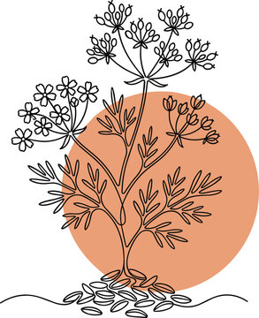 Minimalist line art illustration of cumin plant with seeds flowers and terracotta abstract sun geometric circle on white