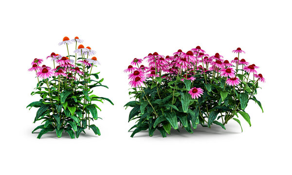 Blooming pink Echinacea flower clumps, botanical garden design element
