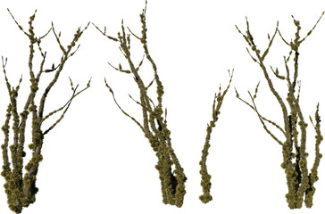 Fototapeta premium A tree stump with moss on a transparent background