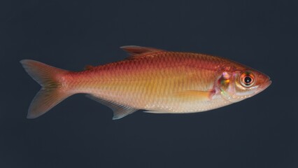 Fototapeta premium Golden Red Shiner Fish Swimming Profile Against Dark Background