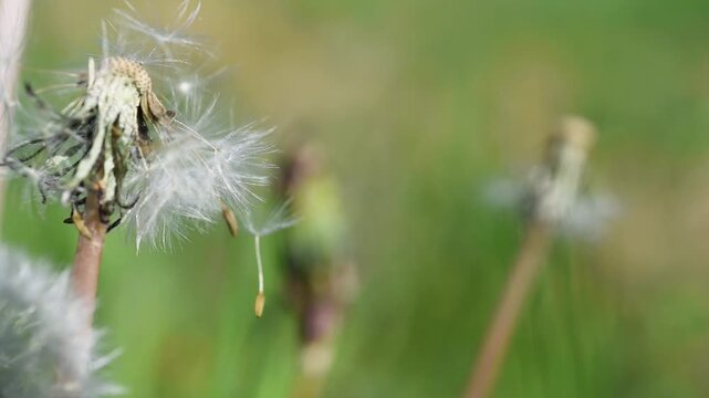 Dandelion seed attached on flower with bristles and dance in light wind close up