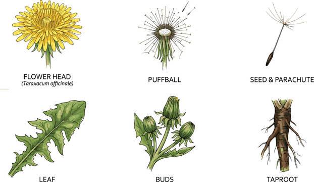 Vintage hand drawn dandelion botanical diagram set with flower head puffball leaf buds seed and taproot isolated on white