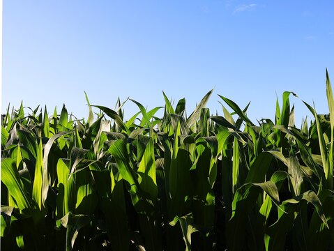 Close-up of a cornfield. Leaves of a corn plant against a blue background.