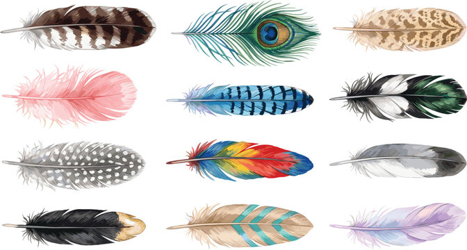 Watercolor Bird Feather Vector Set with Colorful Peacock Blue Jay Macaw Flamingo Eagle Spotted Owl and Boho Tribal Plume Elements