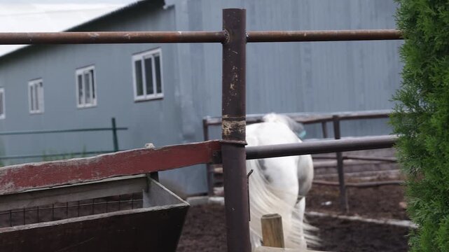 A white horse wearing a blue bridle in an enclosed area