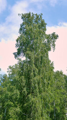 Fototapeta premium A vertical shot of the top of a lush green birch tree against a soft pink sky with light clouds.