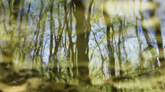 Forest reflection in rippling water surface causes fragmentation or deformation like stretching and compression