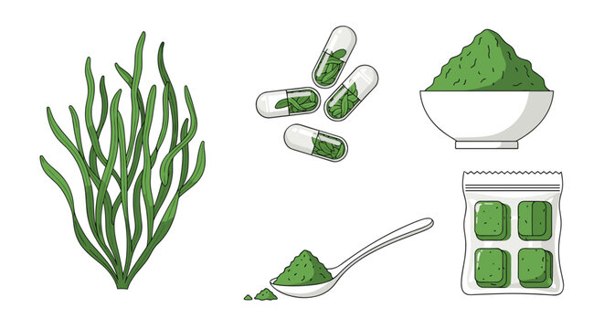 Healthy superfood illustration featuring fresh spirulina algae, green powder in a bowl, capsules, and tablets.