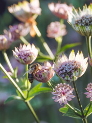 A close-up of a bee feeding on Astrantia flowers in the evening sun © Dave Harrison-Ward