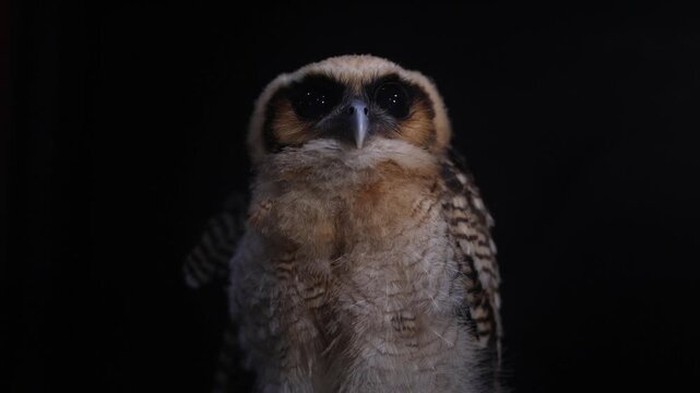 strix leptogrammica