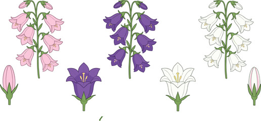 Bellflower Campanula and Foxglove Vector Set with Pink Purple White Hanging Blossoms Buds and Botanical Stems for Floral Pattern Designs © Ajad