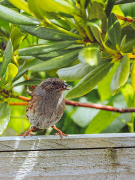 An adult Dunnock collecting food in it's beak for it's fledglings