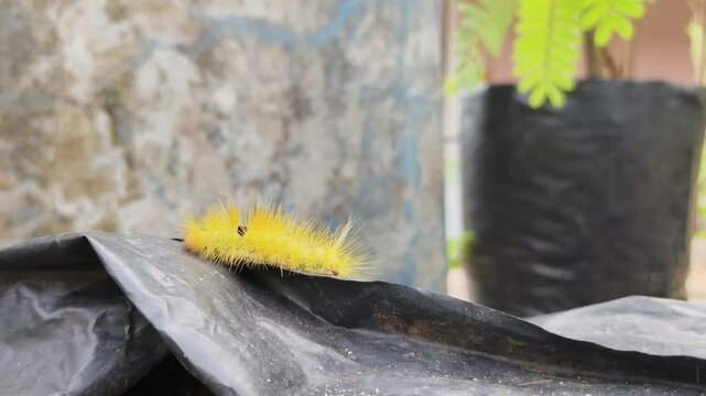 Close-up footage of a yellow hairy caterpillar slowly crawling on a black plant polybag in a garden. Natural insect movement with detailed texture, suitable for nature, biology, agriculture, and envir