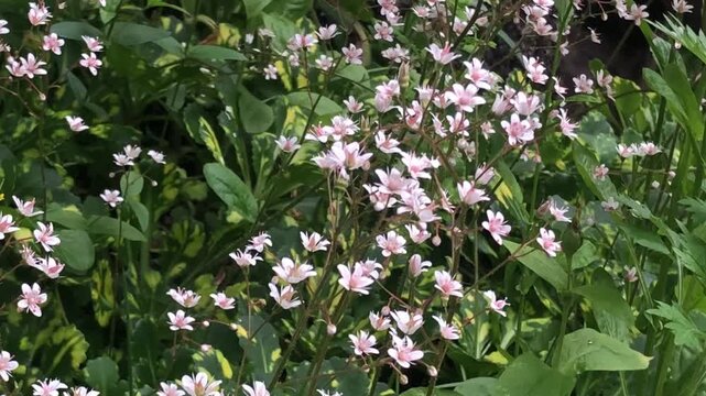 A cluster of white flowers with small white petals and pink stamens on long stems