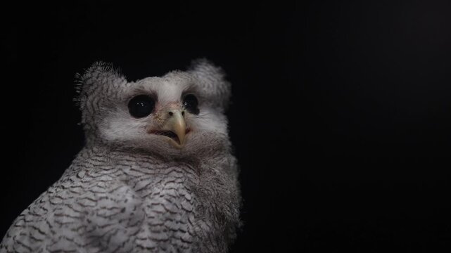 Barred eagle-owl (Bubo Sumatranus)