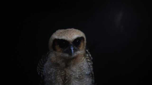 strix leptogrammica