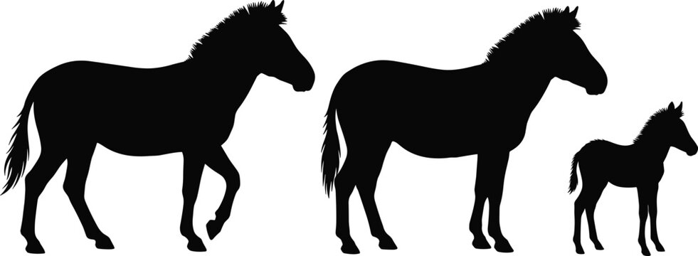 Zebra family silhouette vector isolated graphic resource with wild safari animal foal