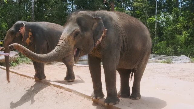 Asian elephants standing in naturalistic habitat at safari park on Phu Quoc Island, Vietnam. Wildlife conservation, animal education, tropical travel, ecotourism, zoology and nature in Asia