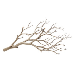 Fototapeta premium A single bare tree branch with many small branches on white background isolated for design and decoration transparent background