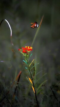 Monarch butterfly gracefully departing from a vibrant red milkweed flower in this mesmerizing nature motion video clip capturing the delicate dance of pollination amidst a soft dark forest backdrop sh