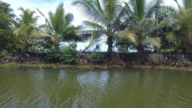 Palm trees in the water, Kumarakom backwaters, Vembanad, Kuttanad, Kerala 