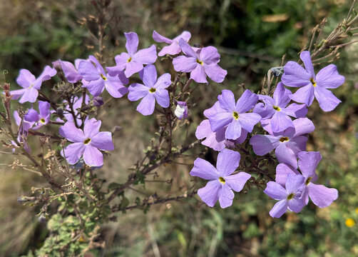 Wild Phlox or Dakota Mock Vervain (Jamesbrittenia grandiflora)