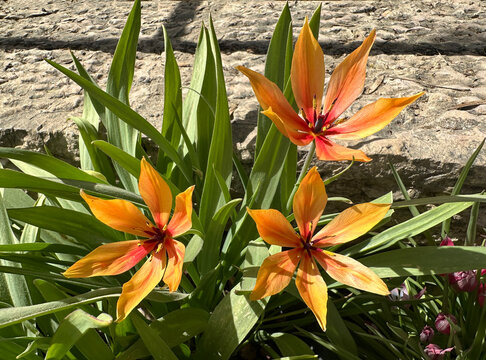 Species of tulip (Tulipa praestans)