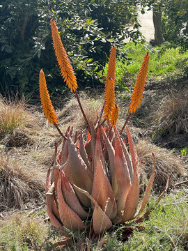 Magaliesberg aloe or fez aloe (Aloe peglerae)