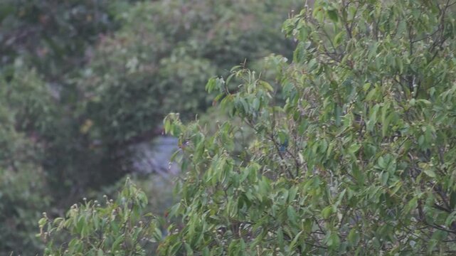 Yellow-throated Leafbird Making Wing-Assisted Hops Through Native Stone Oak Canopy, Palawan Philippines