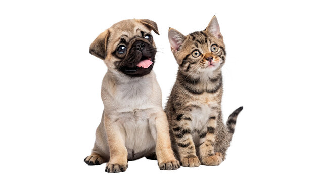 Pug puppy and tabby kitten sitting together friendly domestic pets isolated on transparent background cut out