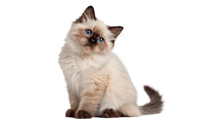Fluffy siamese cat sitting domestic pedigree pet feline animal isolated on transparent background cut out © Ivan