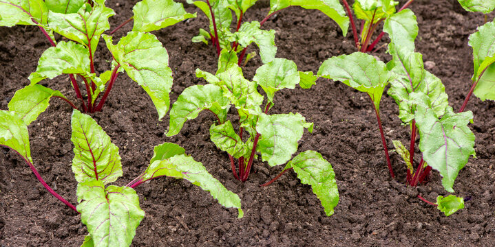 Growing beets. Planted beet seedlings.