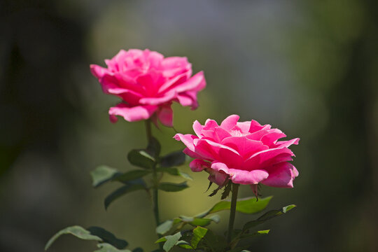 Two vibrant pink roses in full bloom