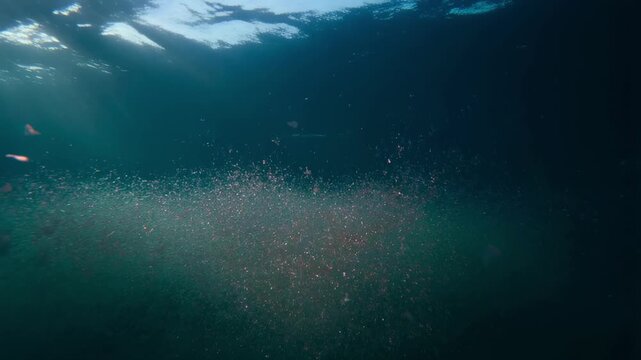 Close up of microplastics floating in water