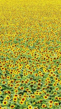 Aerial drone view of a beautiful blooming sunflower field, showcasing a peaceful countryside landscape