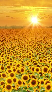 Aerial drone view of a beautiful blooming sunflower field at sunset, showcasing a peaceful countryside landscape