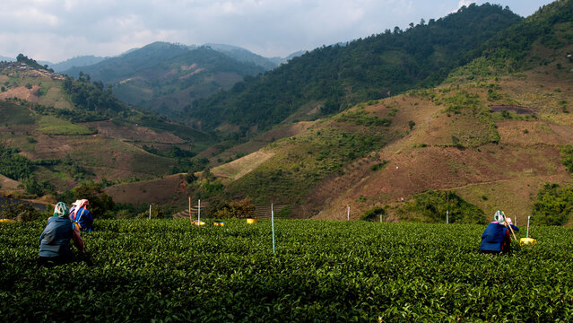 A female worker picking tea leaves in a tea plantation in the valley.