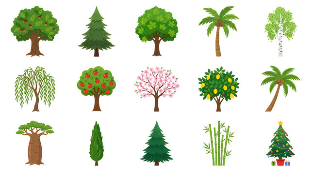 Set of various colorful tree icons including pine palm fruit and deciduous species isolated on a white background