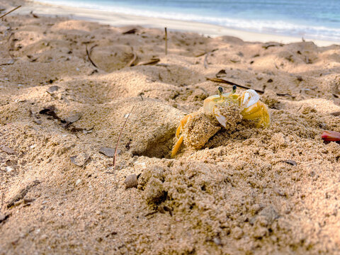 Atlantic Ghost Crab (Ocypode quadrata) next to its burrow on the white sand beach, Les Salines beach, Martinique, France