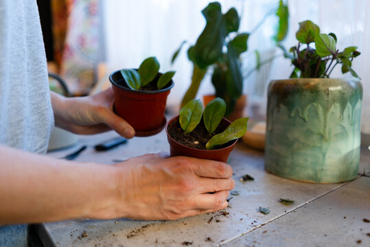 Hand holding a small potted zamioculcas with rooted leaves and soil closeup. Calm gardener propagating and rooting indoor plant cuttings with tender patient care in natural light on a workspace.