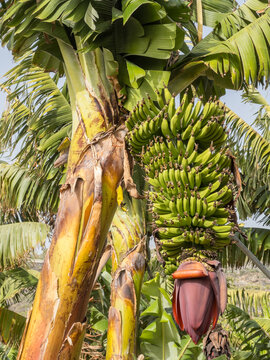 Banana tree with almost ripe fruit on a banana plantation on La Palma, Canary Islands, Spain.