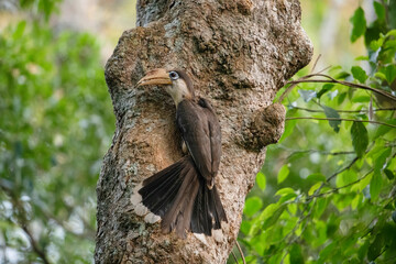 Tickell's Brown Hornbill (Anorrhinus tickelli ) bird perched on a tree feeds its chicks in the nest. © Sanit