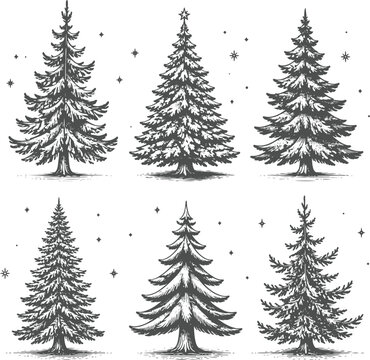 Vintage Christmas Pine Tree Set Engraving Vector &ndash; Hand Drawn Evergreen Fir Collection in Retro Woodcut Style