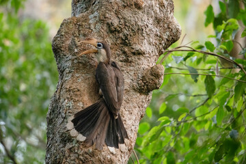 Tickell's Brown Hornbill (Anorrhinus tickelli ) bird perched on a tree feeds its chicks in the nest. © Sanit