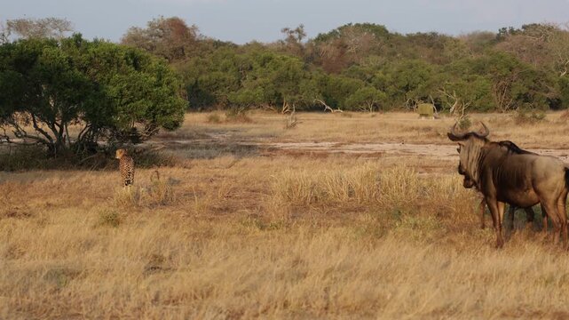 Blue wildebeest snorting at the cheetahs