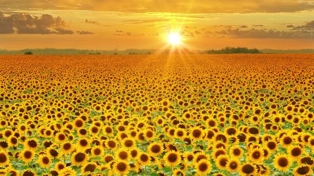 Aerial drone view of a beautiful blooming sunflower field at sunset, showcasing a peaceful countryside landscape