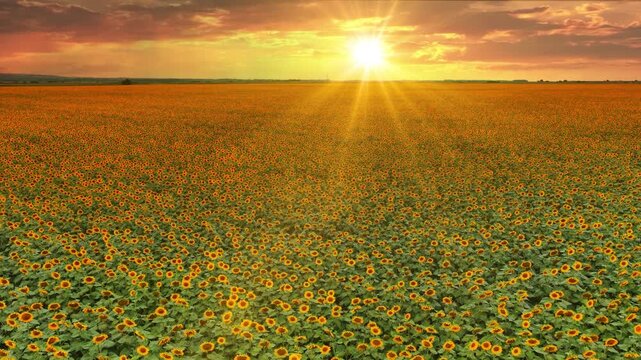 Aerial drone view of a beautiful blooming sunflower field at sunset, showcasing a peaceful countryside landscape