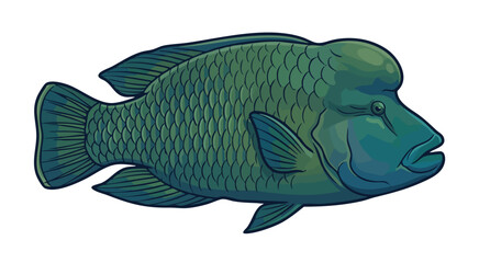 Colorful vector illustration of a humphead wrasse fish on white background © colorshapppy