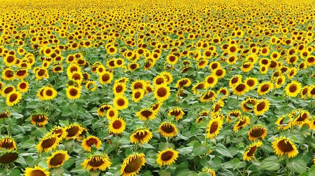 Aerial drone view of a beautiful blooming sunflower field, showcasing a peaceful countryside landscape