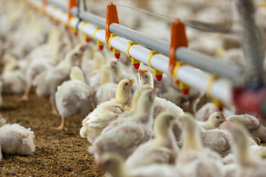 Chickens Are Drinking Water In Close Farm, Temperature And Light Control.